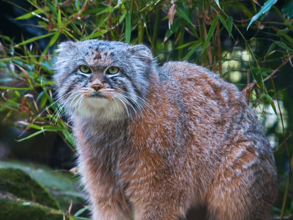 Pallas's Cat