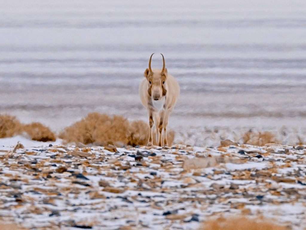 Saiga Antelope