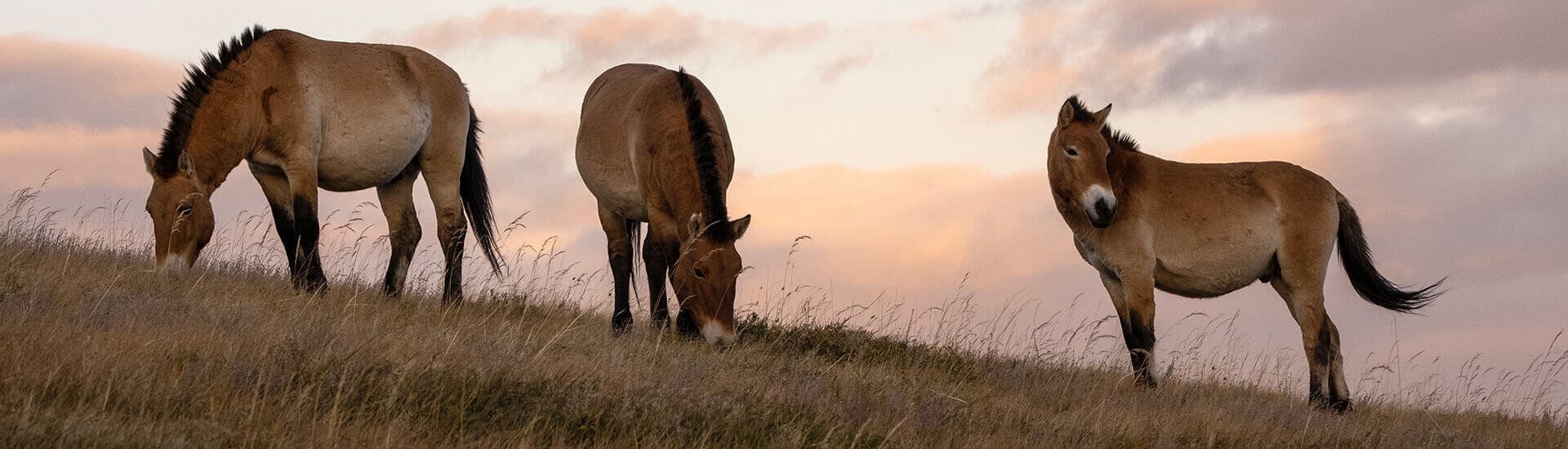 Khustai National Park & Ulaanbaatar