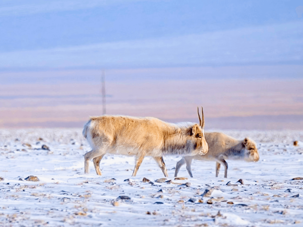 Saiga Antelope
