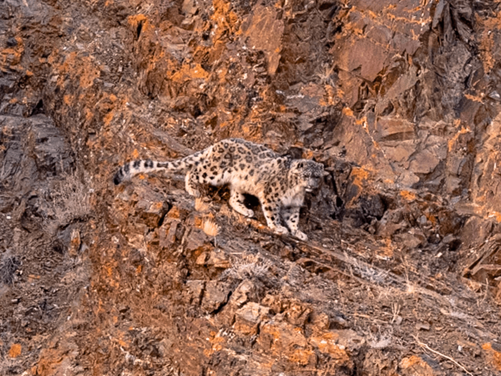 Snow Leopard