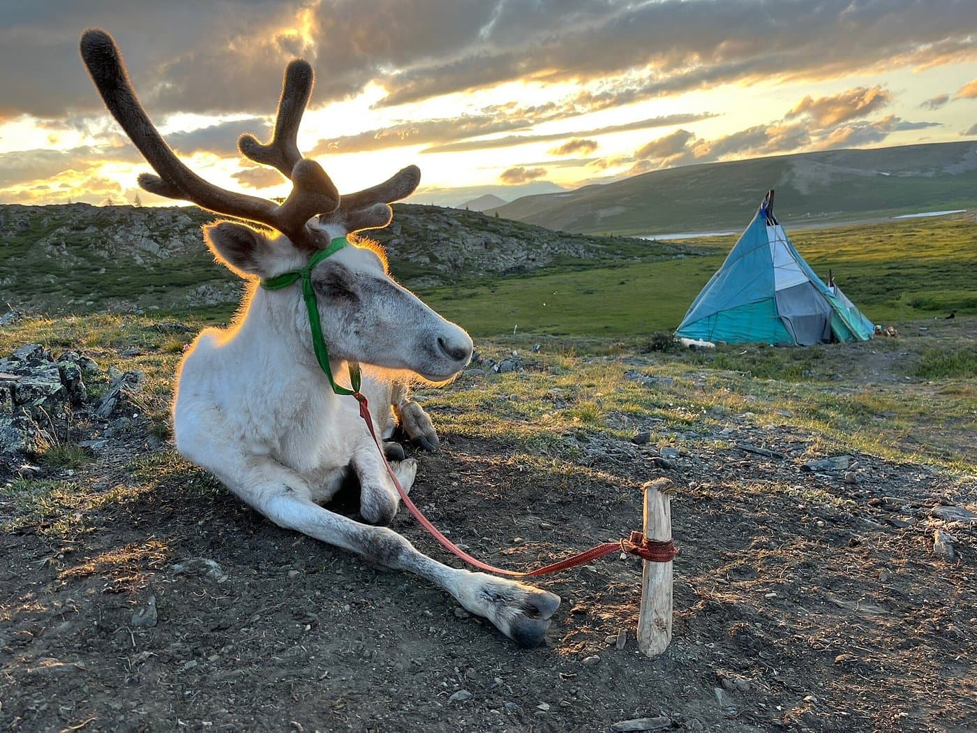 Tsaatan (Dukha) People Tour